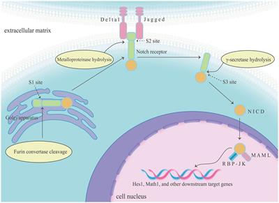 The role of the Notch signalling pathway in the pathogenesis of ulcerative colitis: from the perspective of intestinal mucosal barrier
